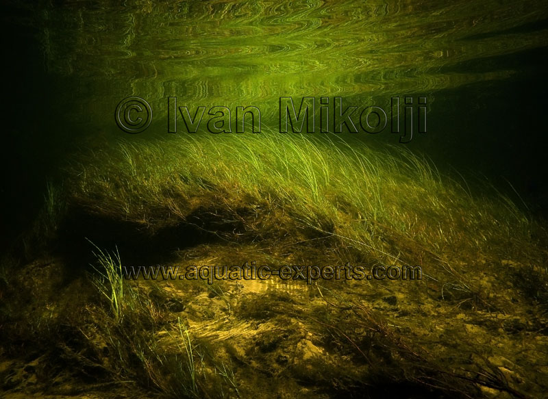 discus habitat aquarium background